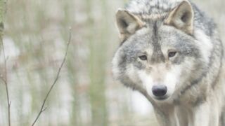 The Majestic Wolf: Ruler of the Wild