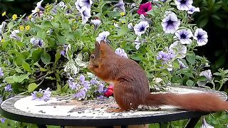 Squirrel