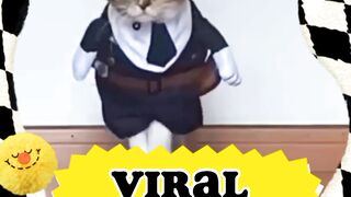 Cat is dancing viral cat dance funny tiktok cat video