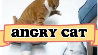 Angry cats fighting best funny video of the year