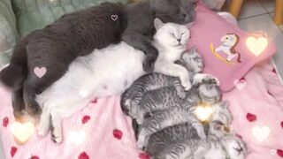 Cats kissing lovely moment french kissing cats video best video of 2023