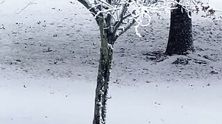 Winter snow  tree