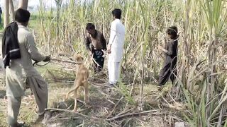 Jackal hunting dogs in my village