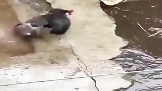 Choha vs muragh