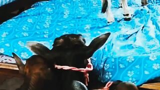 mini cow enjoy sleeping bed #youtubeshorts #viralshorts #shorts #ytshort #shortsvideos #youtube