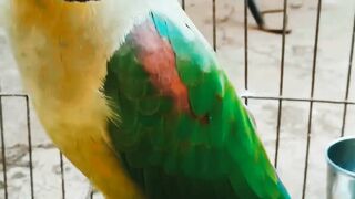 Talking parrot #youtubeshorts #viralshorts #shorts #ytshort #shortsvideos #youtube