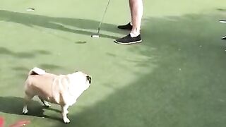 Funny Dogs of TikTok Compilation ~ Doggos Doing Funny Things TIK TOK - mtd