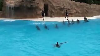 Dolphin ???? Yes ???? Masha Allah ❤️ Subhan Allah