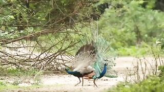 Beautiful peacock
