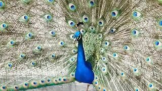peacock dancing