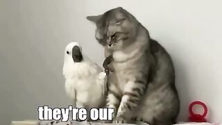Cat Vs Parrot. ????????