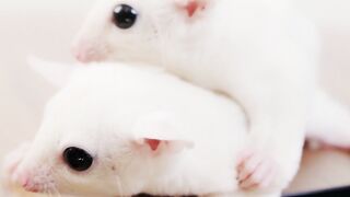 Twinning in Love: A 28-second Story of Two Leucistic Sugar Gliders #shorts