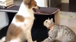 Dog cat funny entertainment fitting