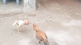 Jawa Aseel Rooster Vs Pure Aseel Rooster Fight