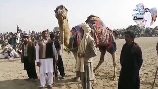 Camel name Rawal Yar Rustom