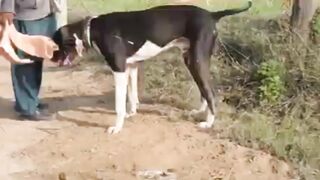 Biggest Black and White Dogs Breed in Pakistan