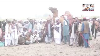 Camel movie all world