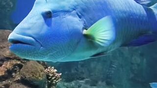 Faqieh Aquarium Jeddah
