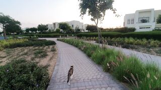 Cute little cat playing