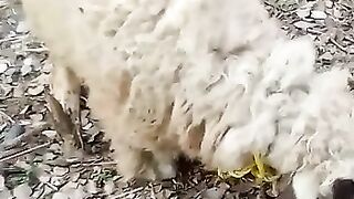Sheep Grazing New Style