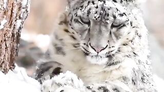 Snow Leopard in Mountains