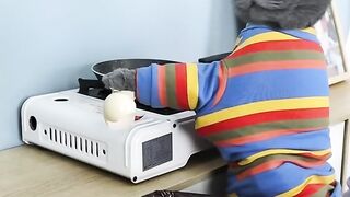 DUMB Things Se all fő ????#Shorts #funnycat