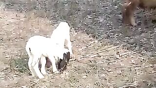 Cutes New Born Sheep Baby's With Sheep