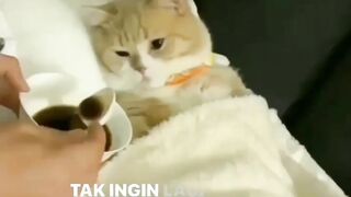 Cats funny moment