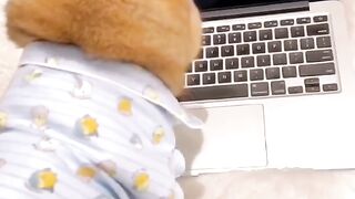 funny cat videos