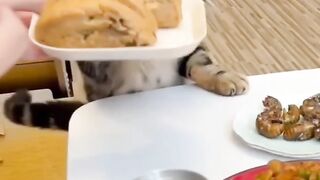 hungry cat, funny cat videos,