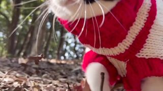 Cat vip cata
