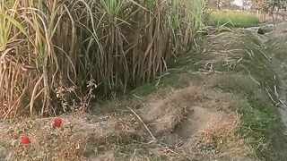 Sugar Cane plant