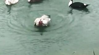 Morga swimming copy to Duck latest funny 2023