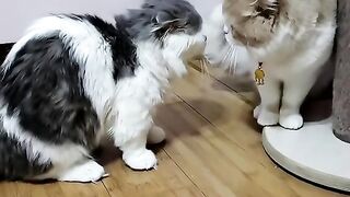 Cat latest funny video best of fun 2023