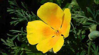 Beautiful flower