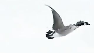 Hunting video