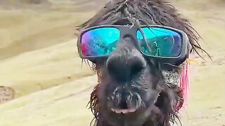Very funny video