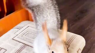 Squirrel with a bump