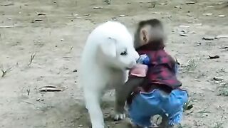 Dog & Money