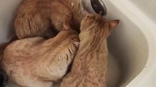 cats vs water. Watch, LAUGH & RELAX __ PETASTIC