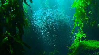 "Exploring the Underwater World of Wild Sea Animals"