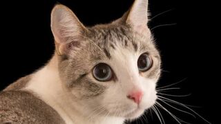 Cat with fan