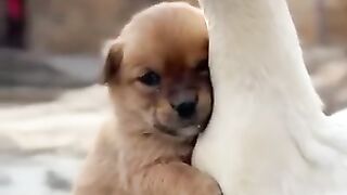 Duck and dog love scene
