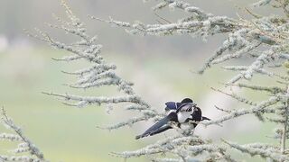 "Elster Birds' Tree Courtship: A Nature Video"