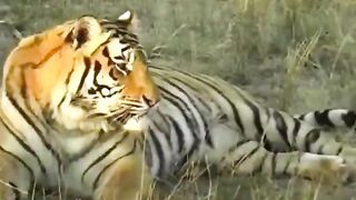 Pet animal beautiful