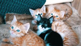 Cute Cats