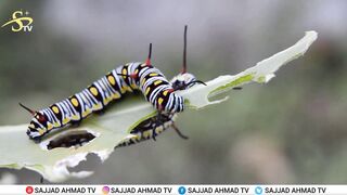 caterpillars parade