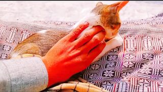 Cat daily life and relaxing video