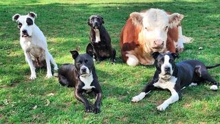 Animal love dog love with cow