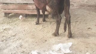 my cow